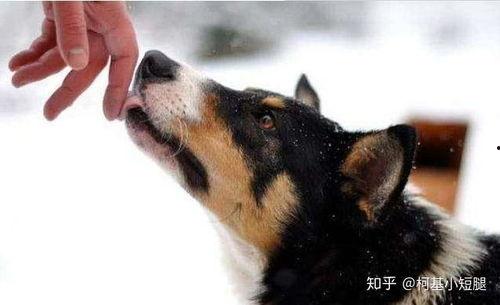 女子亲狗被爆料了视频在线观看,网友热议宠物亲密互动瞬间  第3张