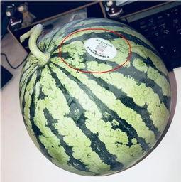 食堂吃瓜的网红叫什么,揭秘瓜界风云人物