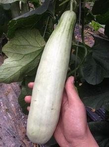 食堂吃瓜的网红叫什么,揭秘瓜界风云人物 第2张 食堂吃瓜的网红叫什么,揭秘瓜界风云人物 第2张