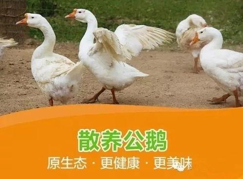 网红大鹅吃瓜视频,搞笑瞬间引网友热议  第2张