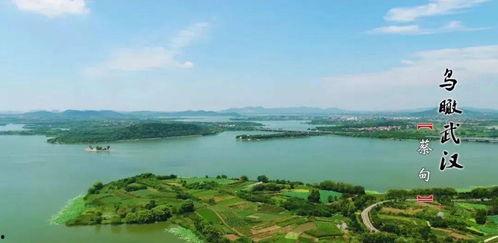 武汉蔡甸爆料视频,揭秘社区生活背后故事  第2张