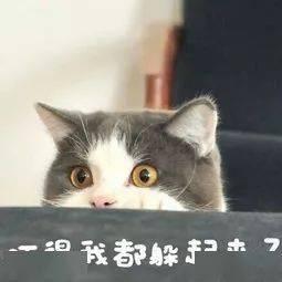 爆料泰国肥猫是谁啊视频,爆红网络背后的故事 第2张 爆料泰国肥猫是谁啊视频,爆红网络背后的故事 第2张