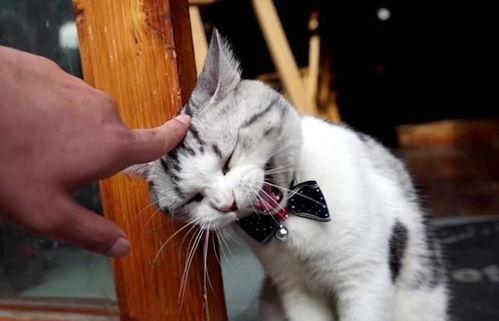 爆料泰国肥猫是谁啊视频,爆红网络背后的故事 第3张 爆料泰国肥猫是谁啊视频,爆红网络背后的故事 第3张