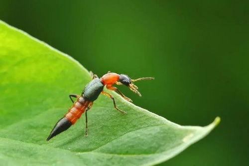 昆虫演绎之星爆料视频,揭秘神奇昆虫世界的精彩瞬间