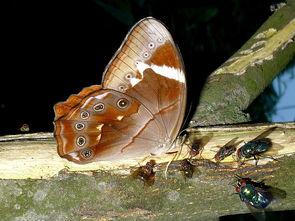 昆虫演绎之星爆料视频,揭秘神奇昆虫世界的精彩瞬间  第2张