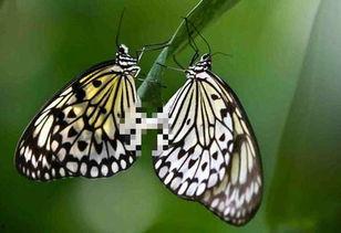 昆虫演绎之星爆料视频,揭秘神奇昆虫世界的精彩瞬间  第3张