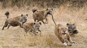 鬣狗之路完整在线观看,勇闯非洲草原的生存传奇 第3张 鬣狗之路完整在线观看,勇闯非洲草原的生存传奇 第3张