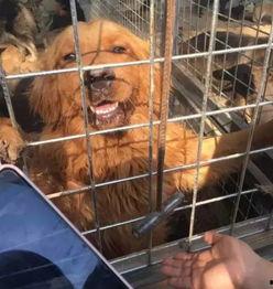 狗狗酋长爆料视频下载安装,视频下载安装全攻略