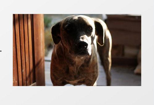 狗狗酋长爆料视频下载安装,视频下载安装全攻略  第2张