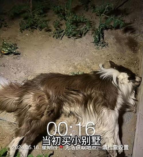 狗狗酋长爆料视频下载安装,视频下载安装全攻略  第3张