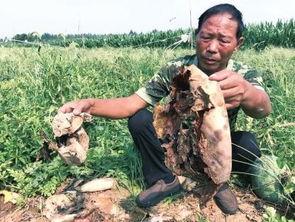 兴平吃瓜最新事件爆料新闻,最新爆料揭示惊人内幕 第2张 兴平吃瓜最新事件爆料新闻,最新爆料揭示惊人内幕 第2张