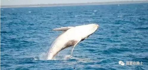 鲸鱼的叫声爆料视频,探寻海洋巨兽的神秘沟通之谜 第3张 鲸鱼的叫声爆料视频,探寻海洋巨兽的神秘沟通之谜 第3张