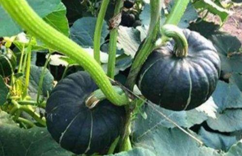 某音网红吃瓜,某音网红背后的惊人真相  第3张