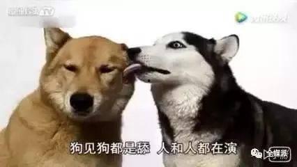 深圳舔狗爆料视频网站  第2张