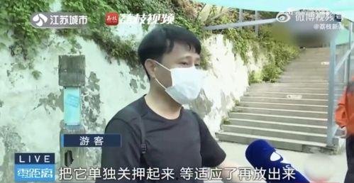吃瓜网红大川,揭秘网红界的幕后故事  第2张