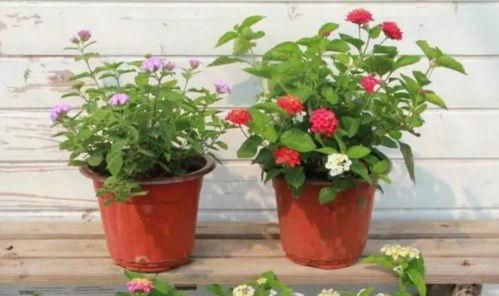 重庆爆料年轻人视频最新,揭秘城市生活新现象  第3张