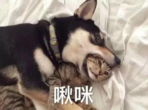 娱乐吃瓜酱二哈,揭秘娱乐圈那些不为人知的幕后故事  第3张