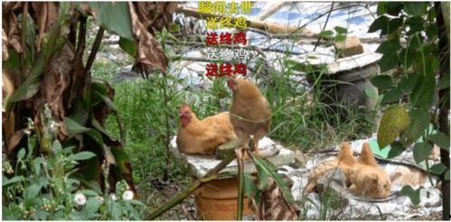 闽南人爆料鸡鸭舍视频,引发网友热议