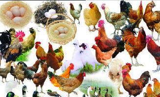 闽南人爆料鸡鸭舍视频,引发网友热议 第2张 闽南人爆料鸡鸭舍视频,引发网友热议 第2张