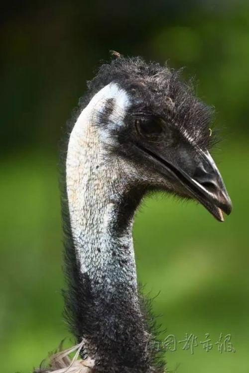 闽南人爆料鸡鸭舍视频,引发网友热议 第3张 闽南人爆料鸡鸭舍视频,引发网友热议 第3张